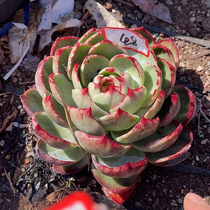 48/////：：：：：：/////：