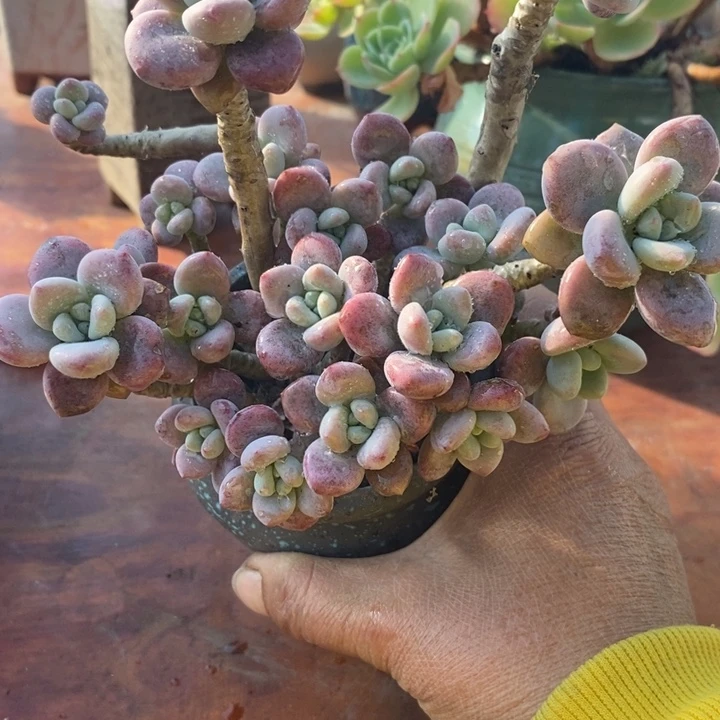 红洛神无砍整装无砍多肉