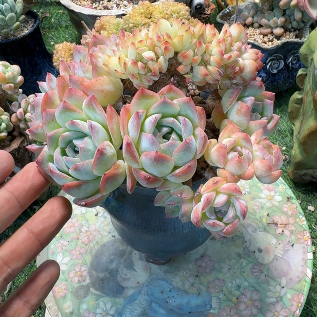 莎莎女王小树朵朵多肉