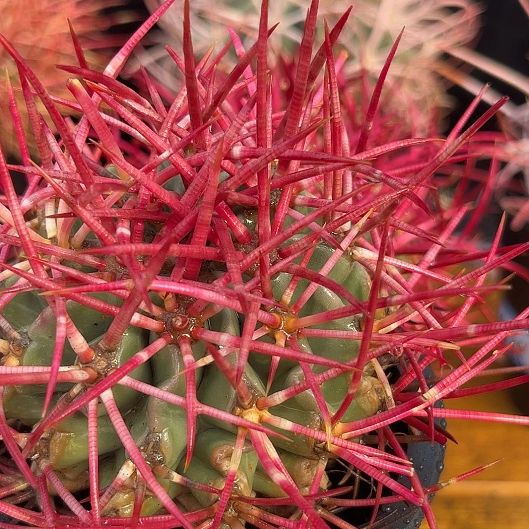 汤圆植物大龙冠中国红