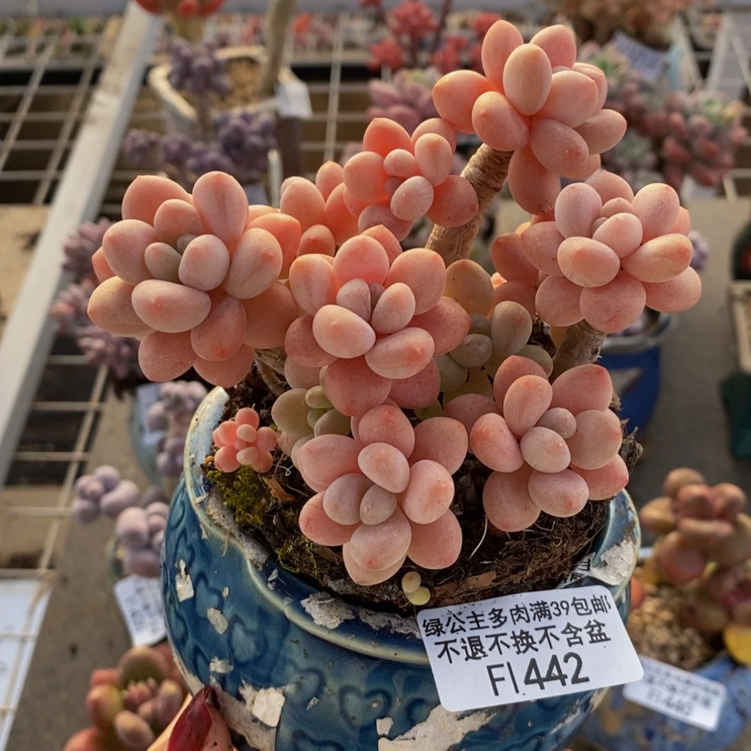 鱼子酱442/10cm多肉