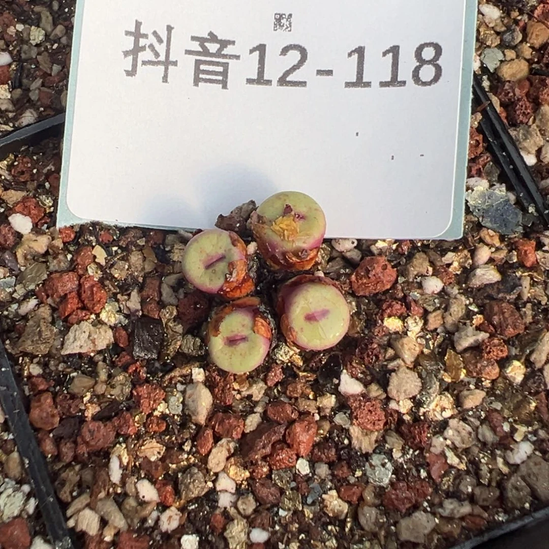 12-118肉锥多肉植物