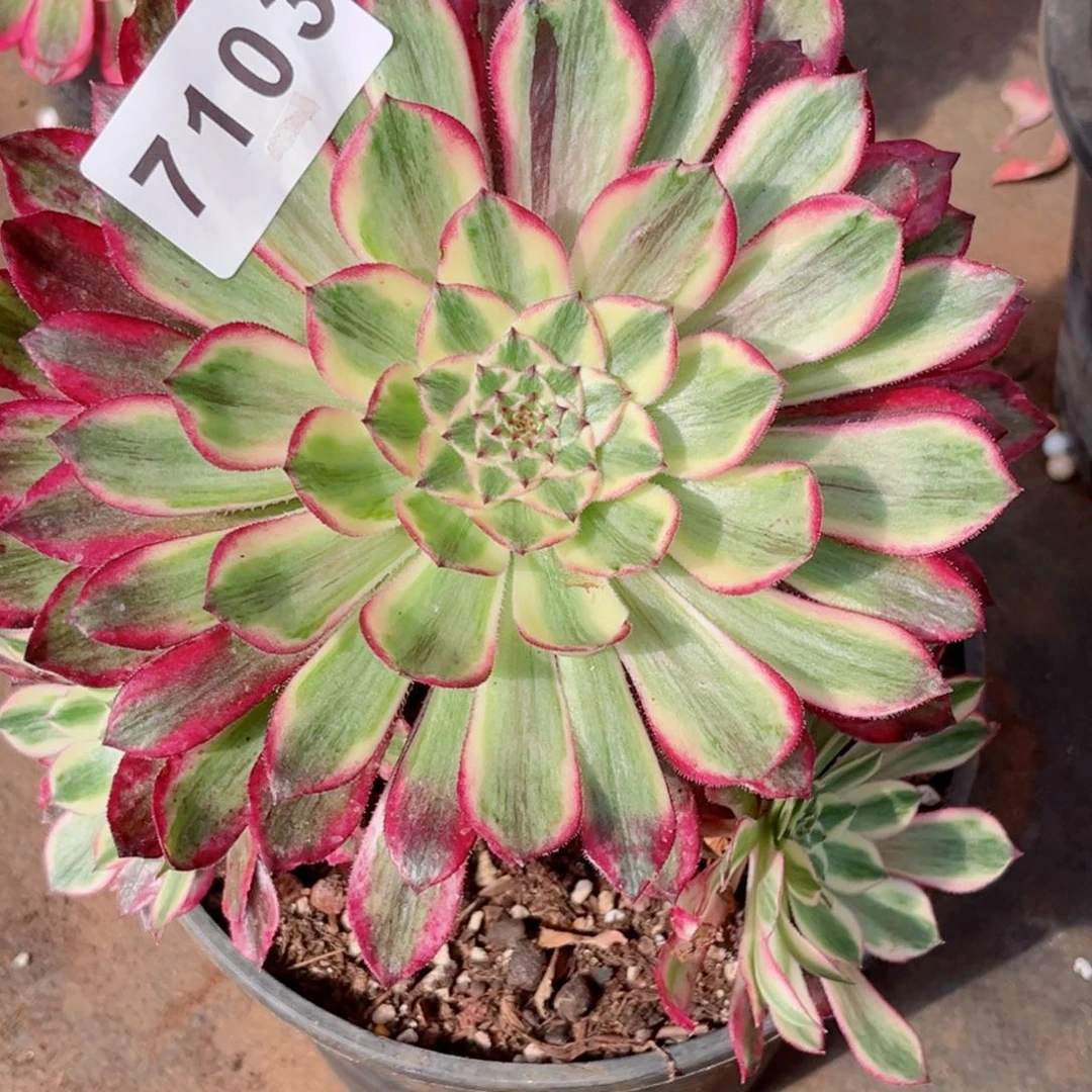 新品贵妃多肉特价不售后