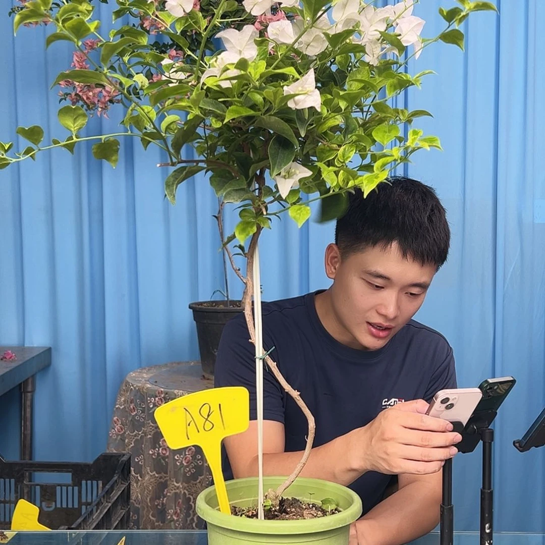 1***5当前无花栽培后可以开花A81金边丽娜
