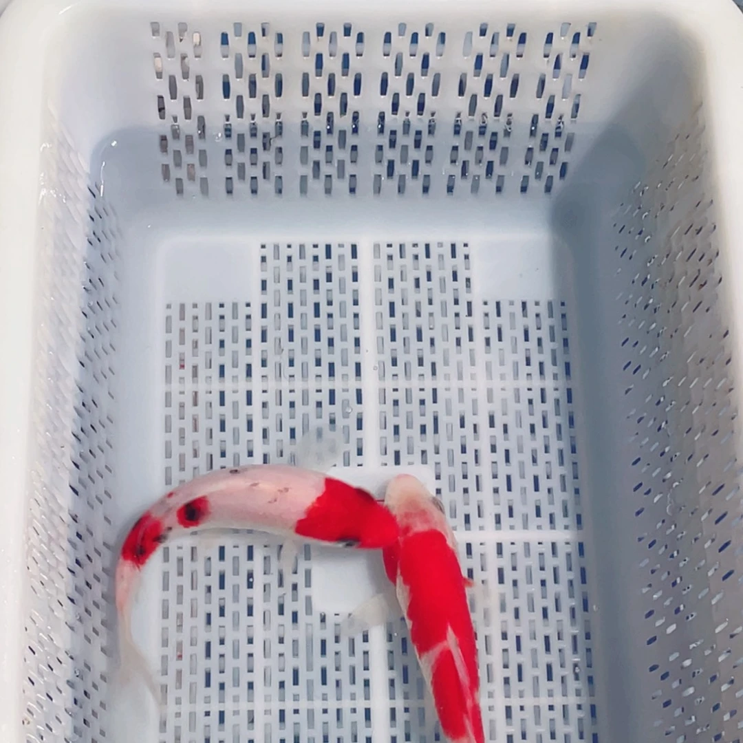 海水鱼锦鲤观赏鱼161718