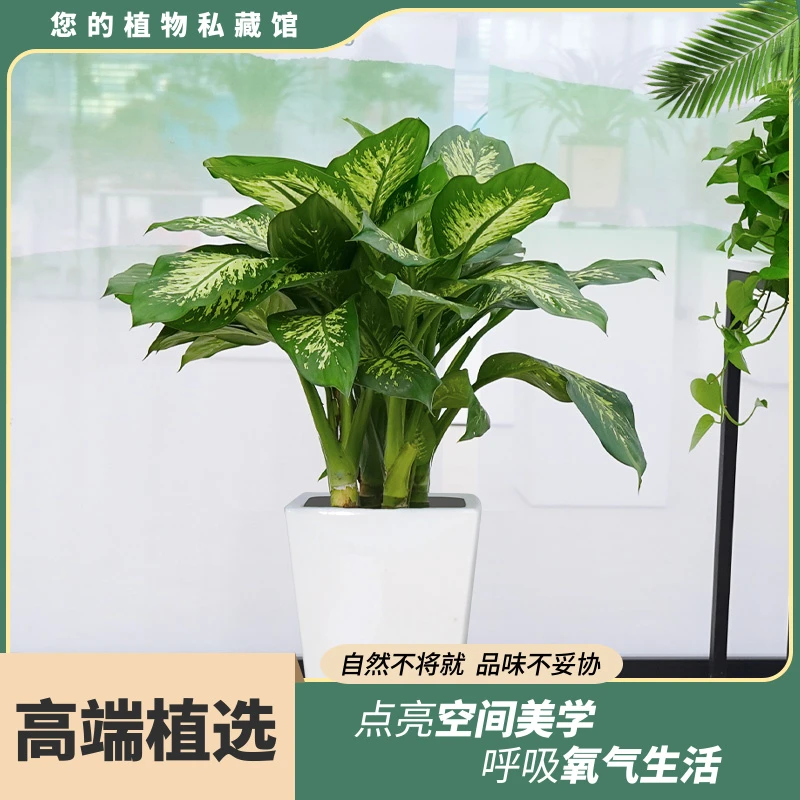 高档盆栽斑马万年青绿植观赏客厅办公室室内水培土培四季常青