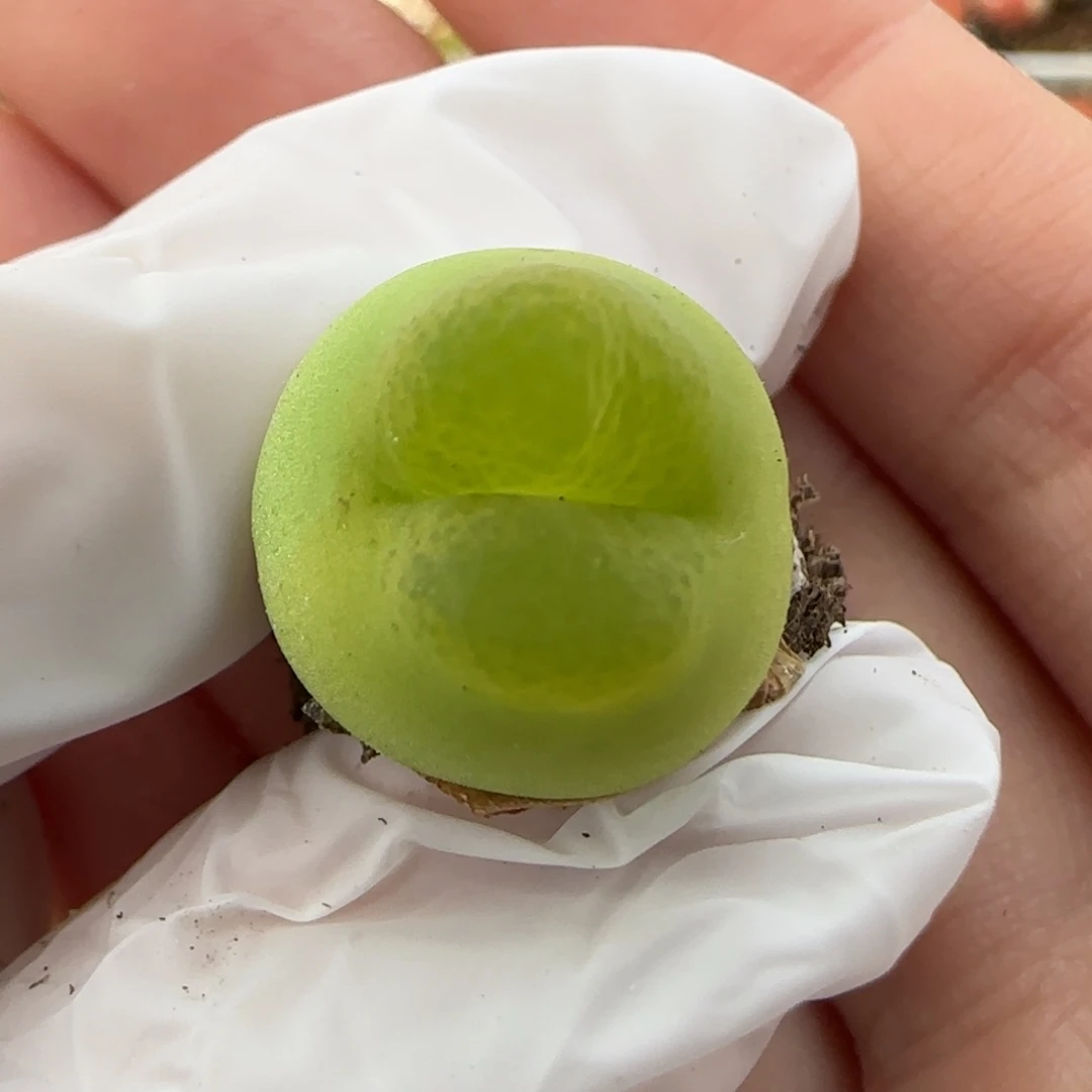 5.13。，o泡。，9009