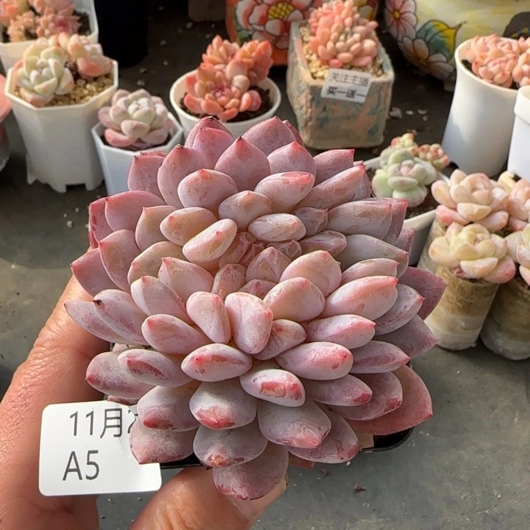 星影缀化一颗脱土