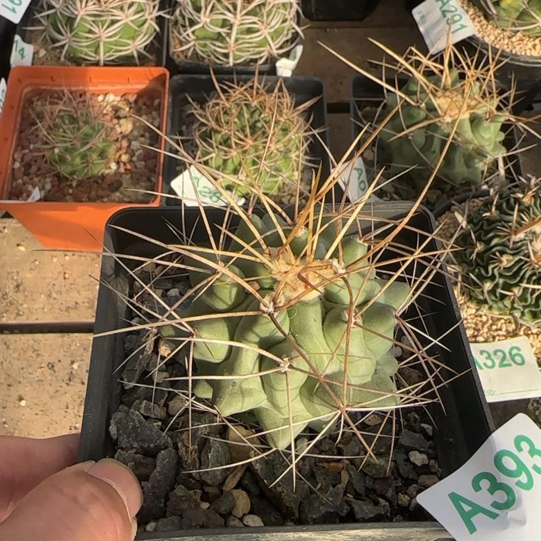 鹤巢 实生仙人球393