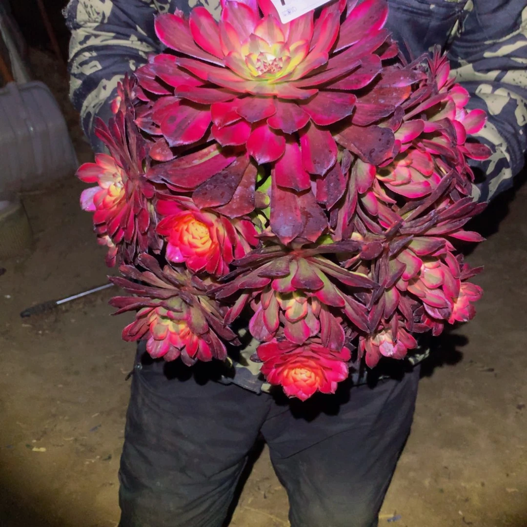 清*法师多肉植物749