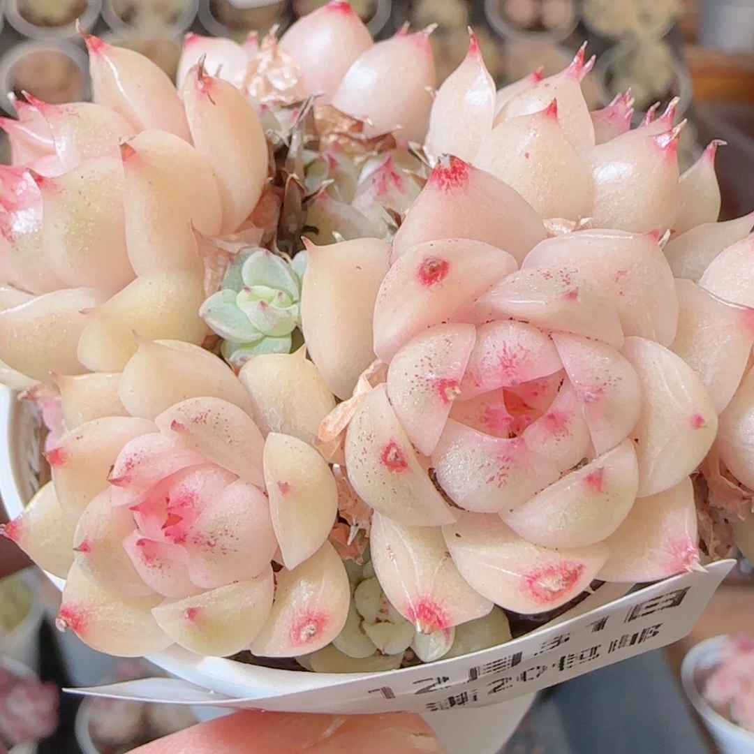 花语多肉1231-39散