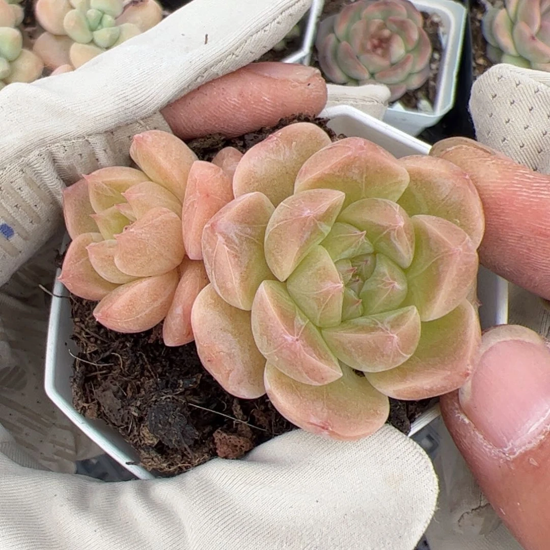 742 多肉植物组合盆栽