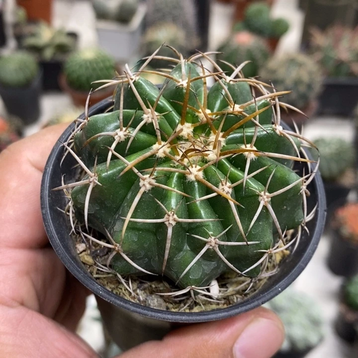 实生圆盘玉特价福利