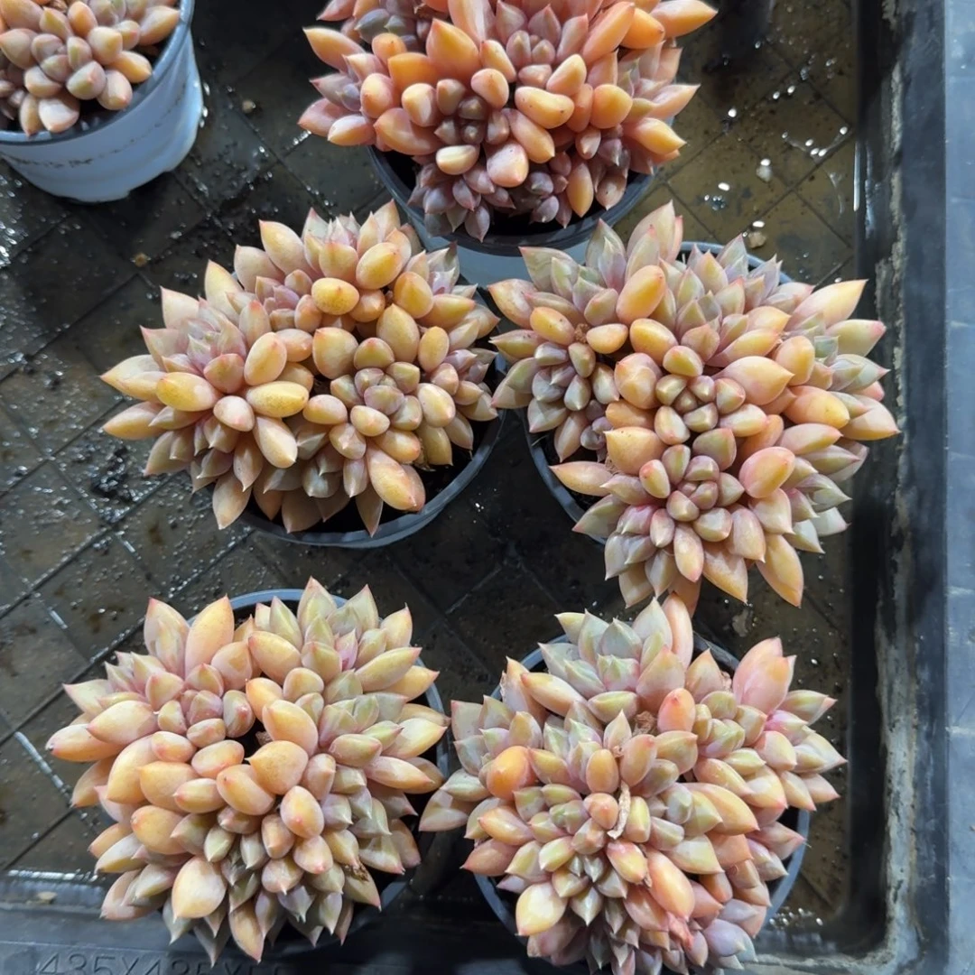 红象牙随机发群生