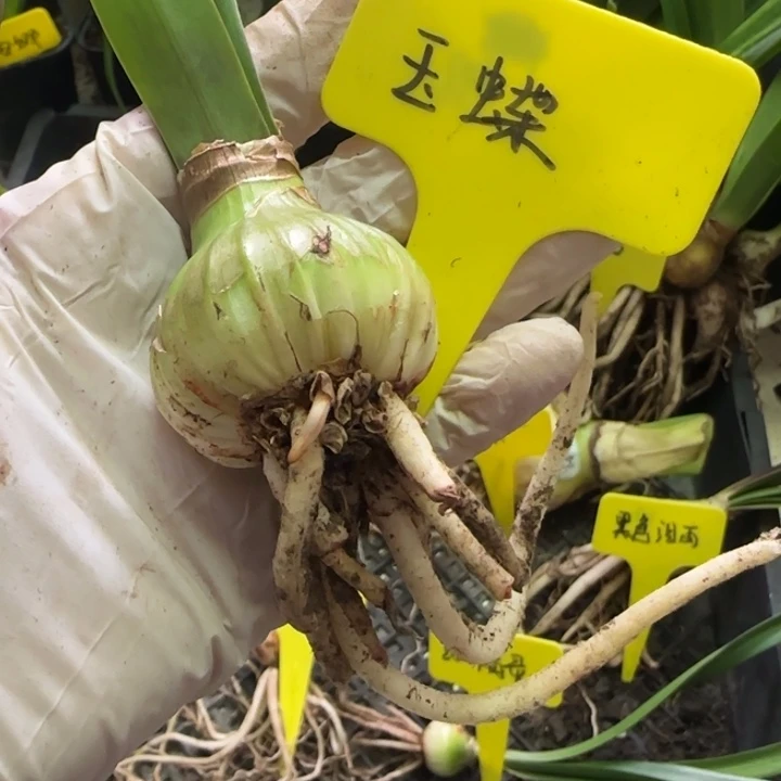 无花朵玉蝶3+，裸球发货