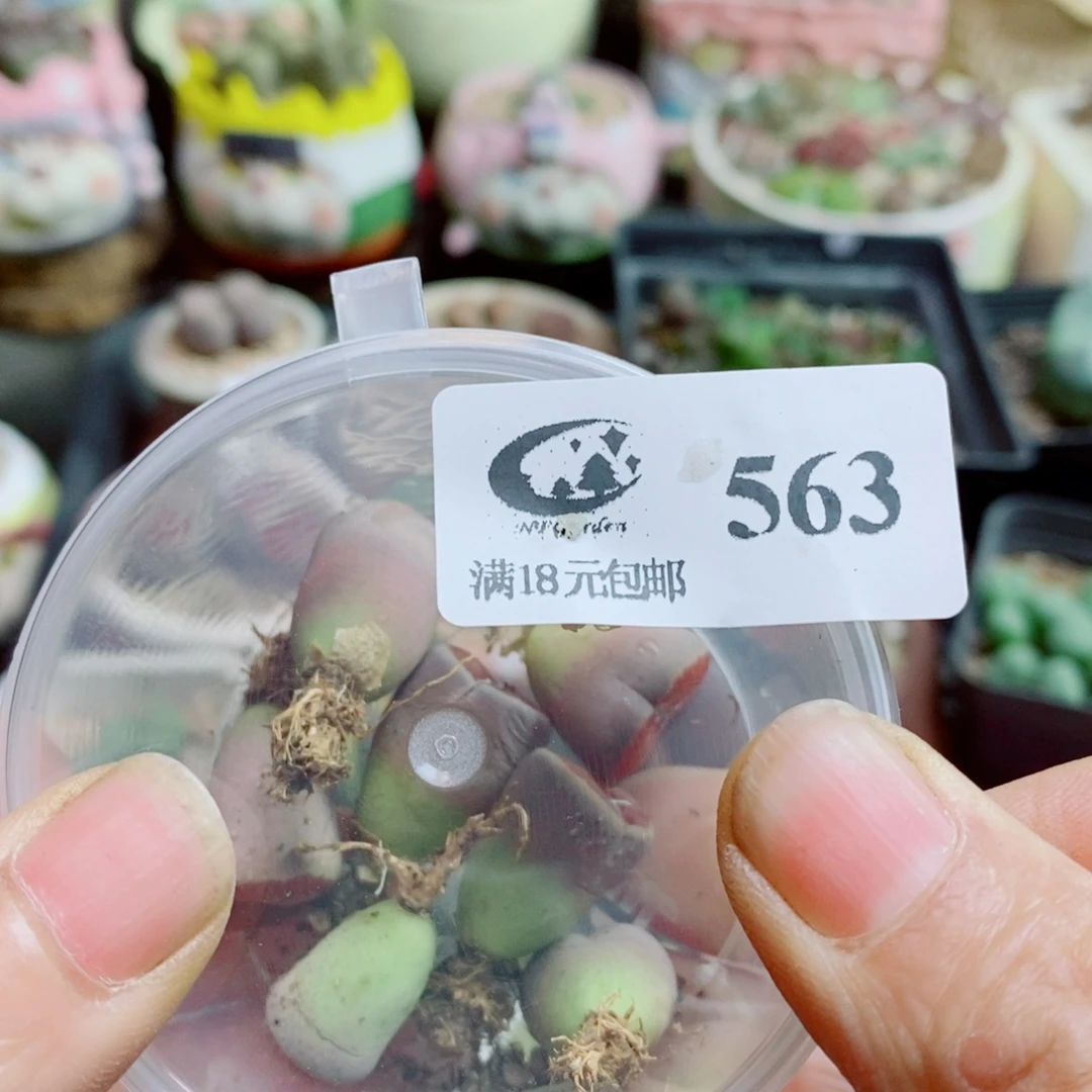 散****生石花花花花花花563