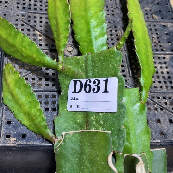 当前无花栽培后可以开花631