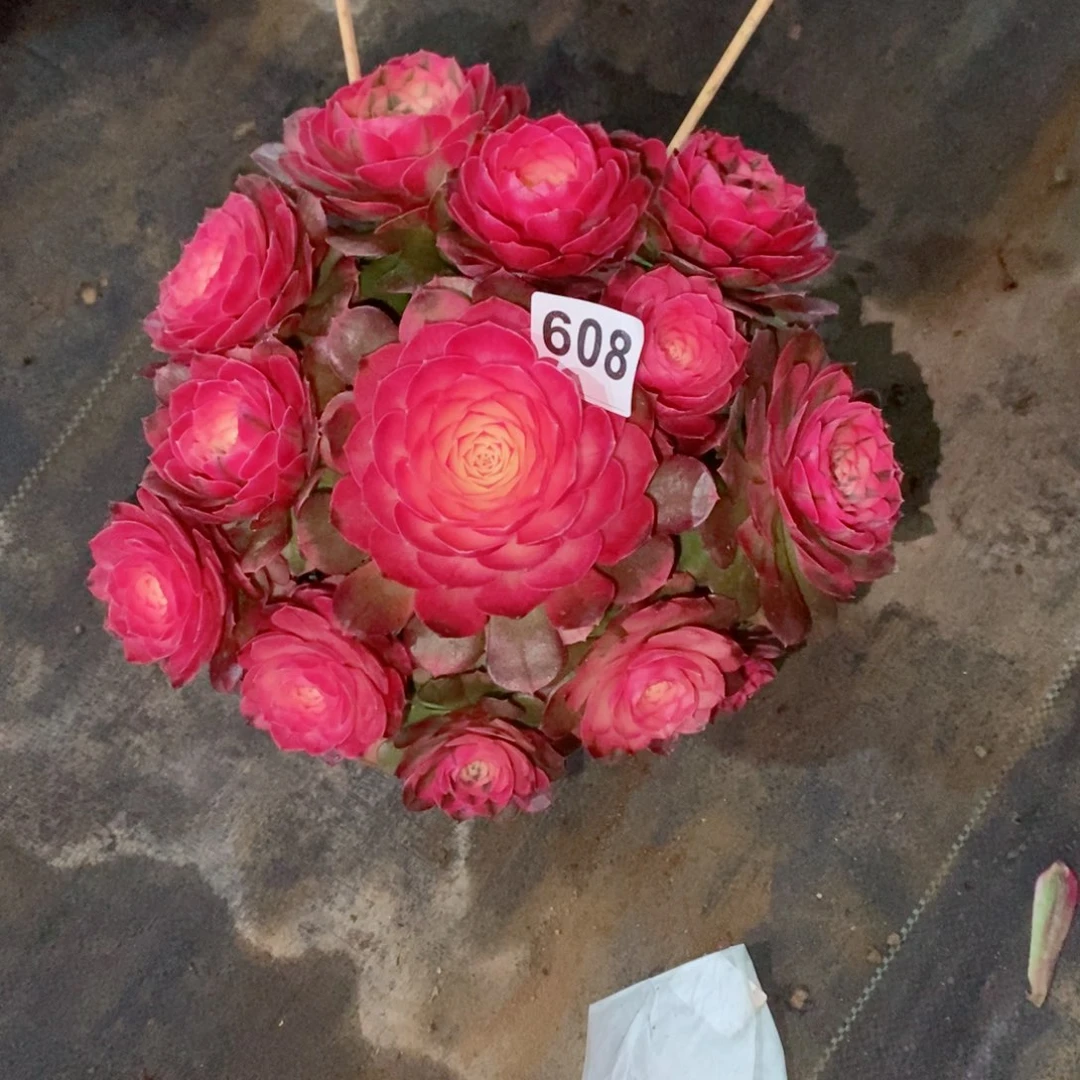 小*容荔枝608多肉23➕冠服