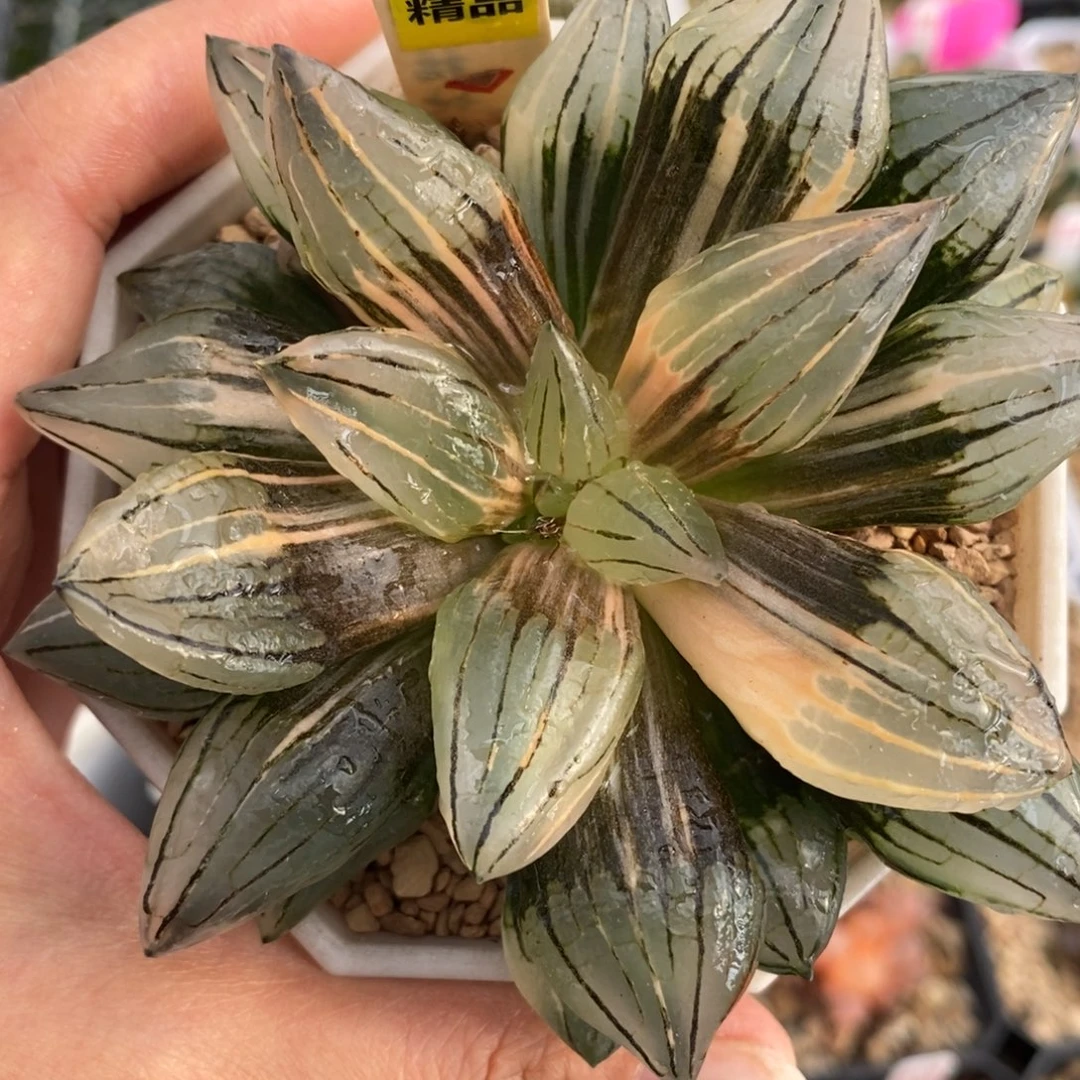 7西瓜寿锦一物一图