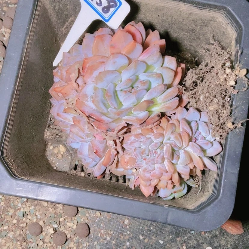 【闪购商品】金*0458