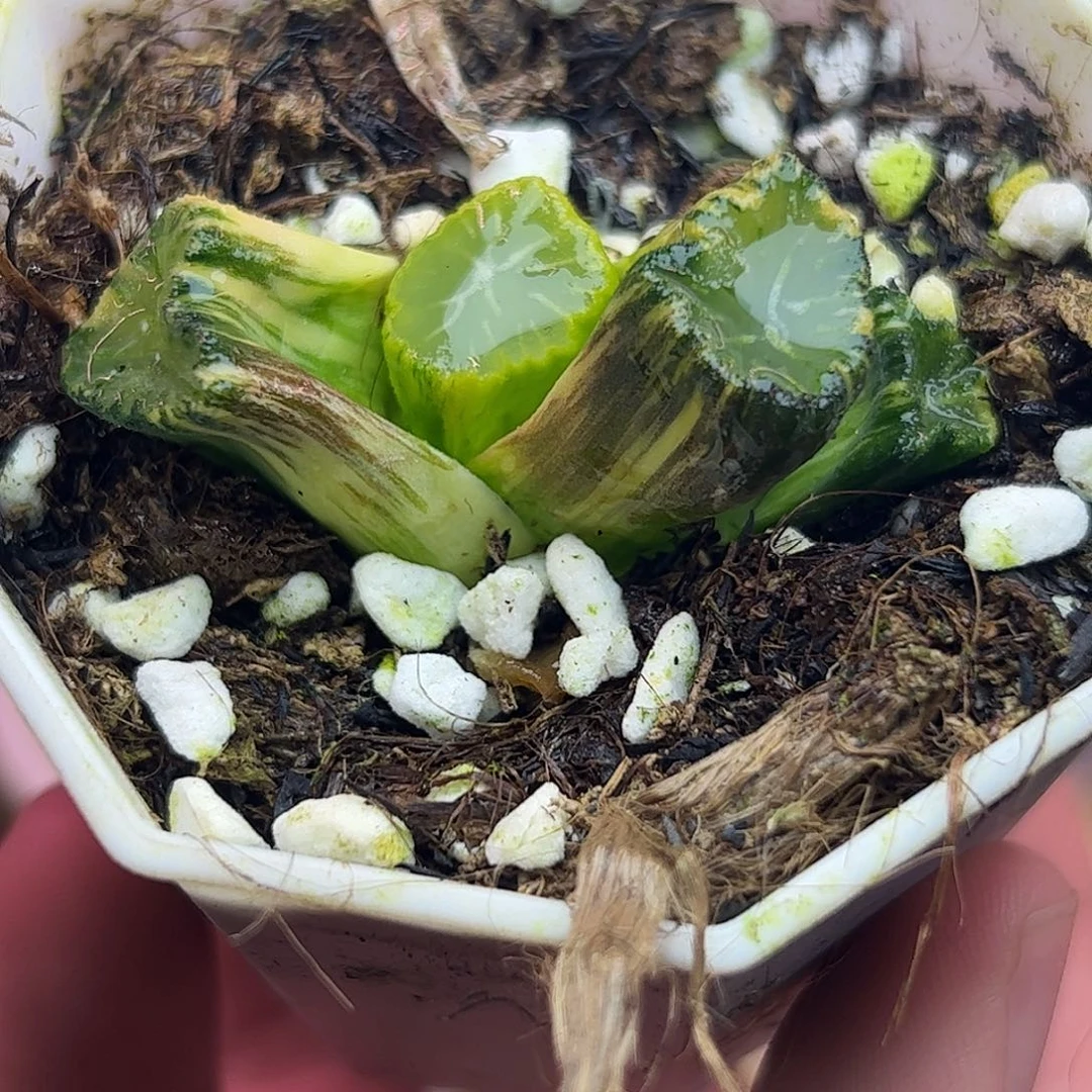 南阿星锦十二卷多肉植物