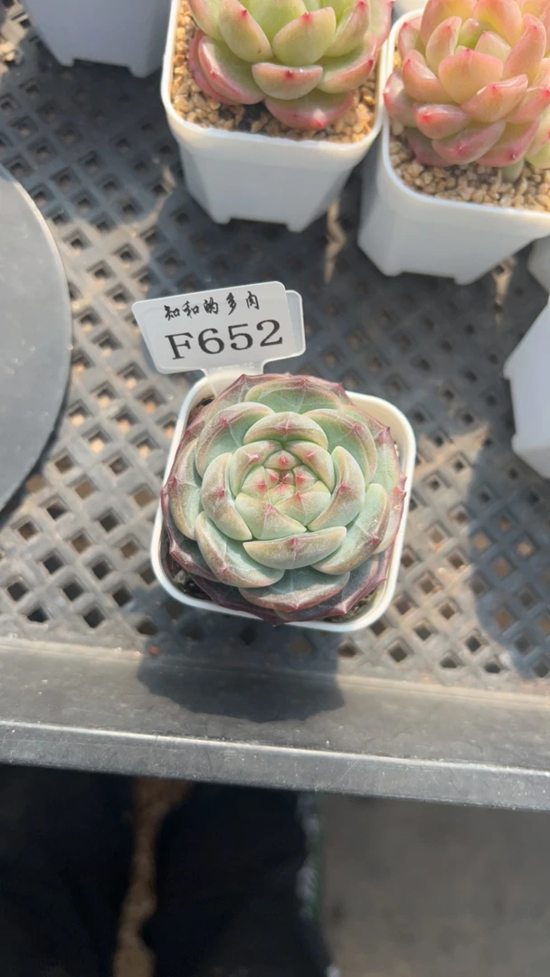 知和的多肉F652专拍链接