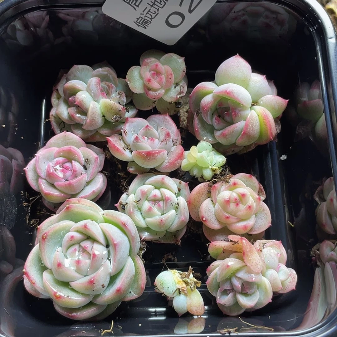 遥遥领先一物一拍025