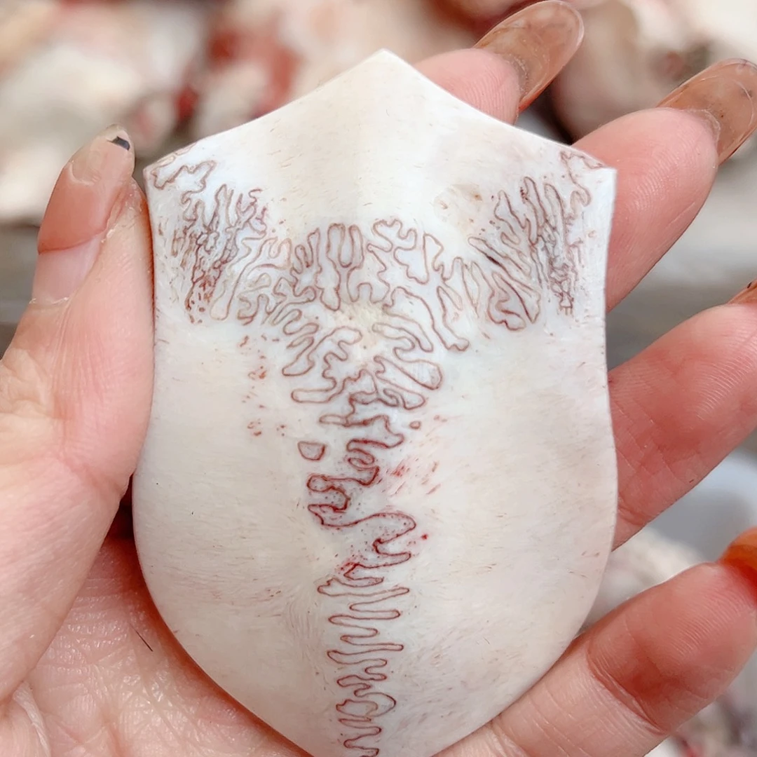 养殖鹿骨三届牌子吉林省包装