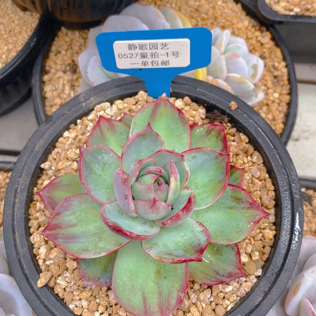 0527-1-惊鸿仙子外翻拉丝锦一颗