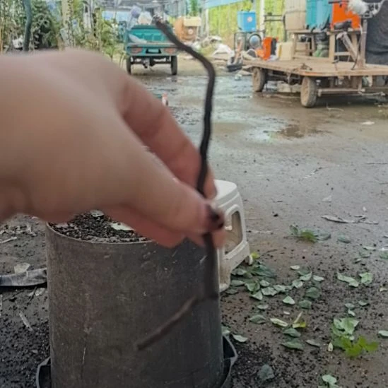 破***阳哈哈哈哈哈天之惠
