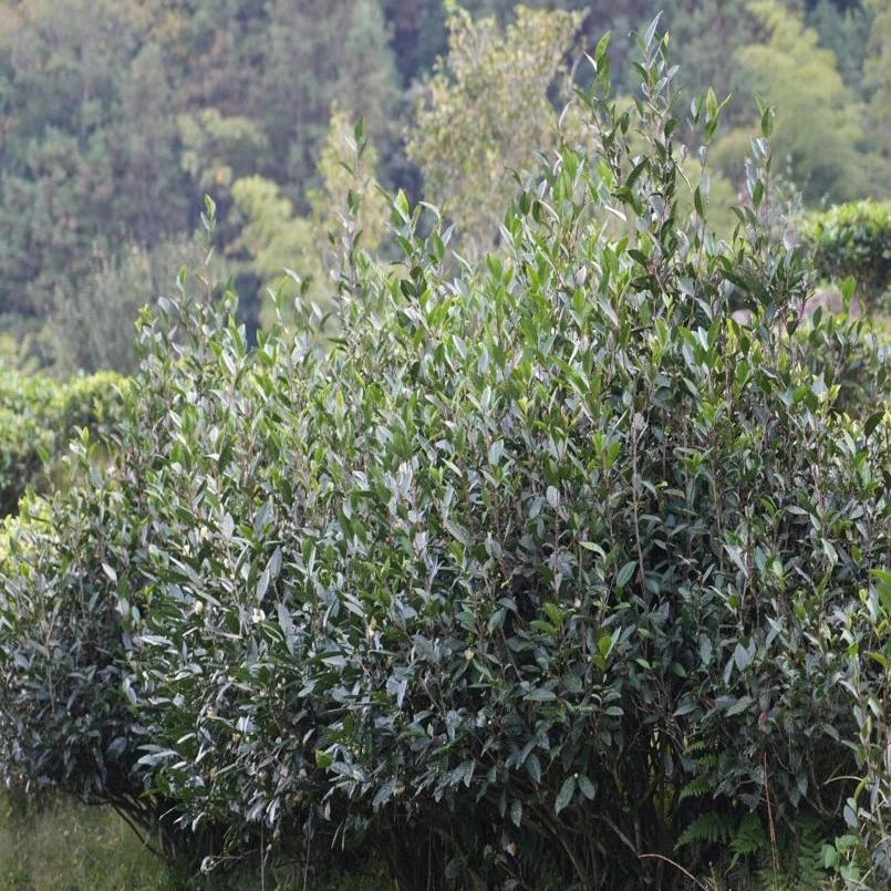 【月光融融】清香传统香型 漳平水仙 拱桥有香庄园茶