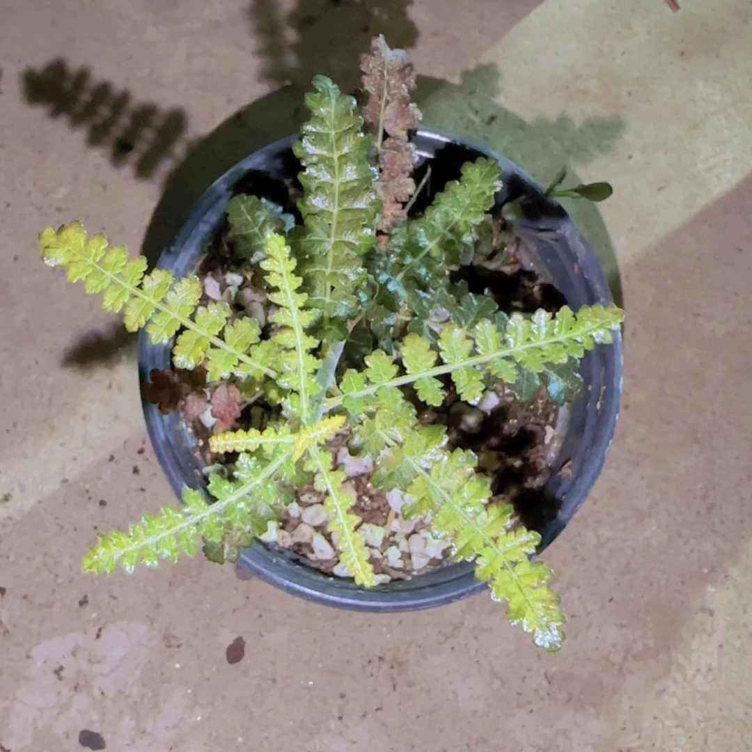 ****狗块根植物块茎植物