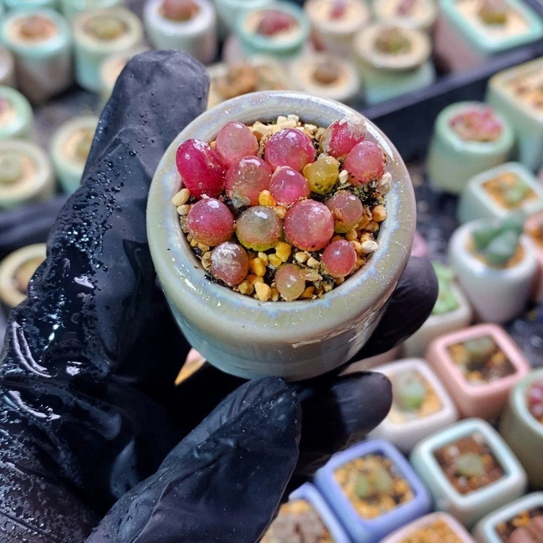 4183--一物一拍 带盆