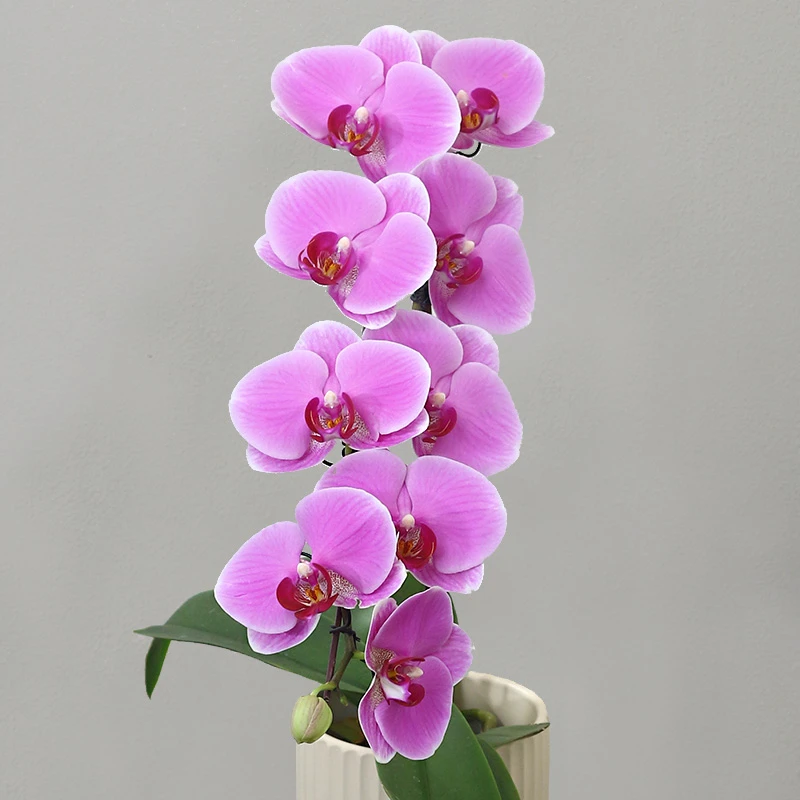 蝴蝶兰【蕾欧娜】带花发货前台客厅办公室美化装饰
