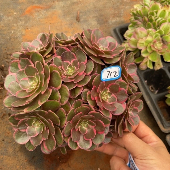712，粉花妖法师绣球