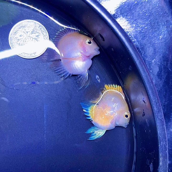 鹦鹉鱼极品立蛋体缩尾桃心胭脂粉