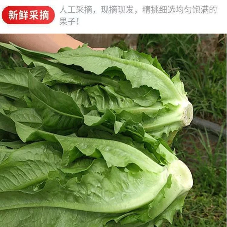 油麦菜云南新鲜蔬菜青笋尖时令绿叶菜火锅青菜沙拉嫩笋尖农家自种