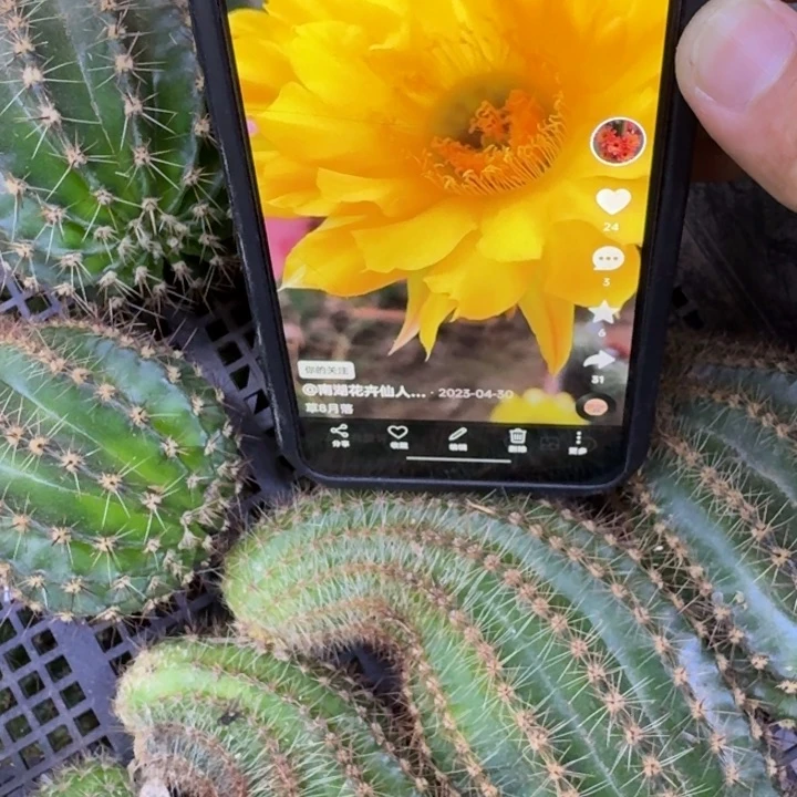 237彩草月落歪4公分左右弯，20包邮