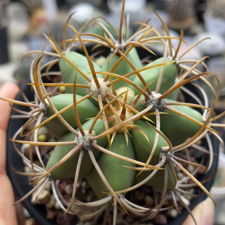 紫禁城          实生根