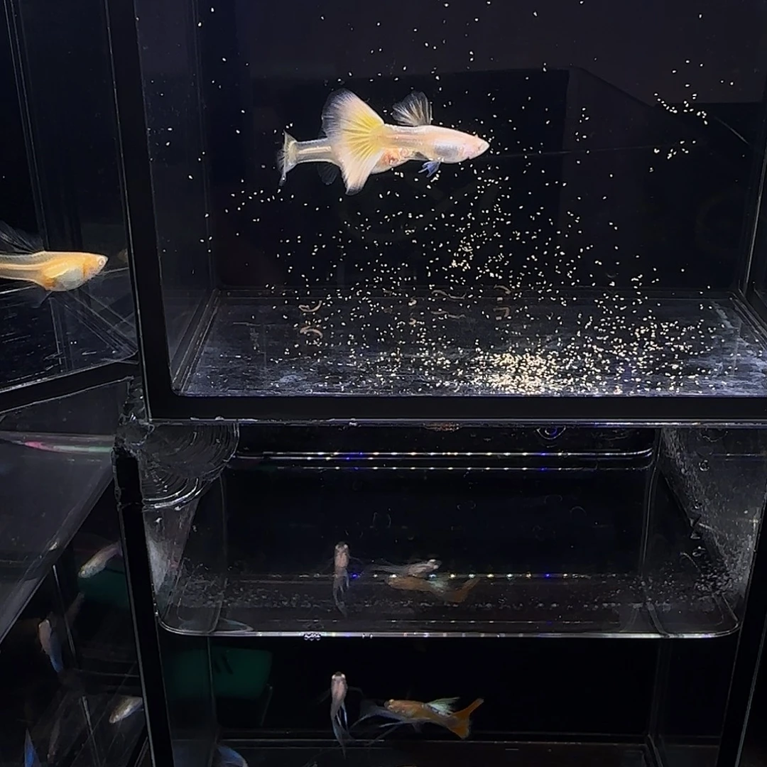 孔雀鱼樱花粉狮一对