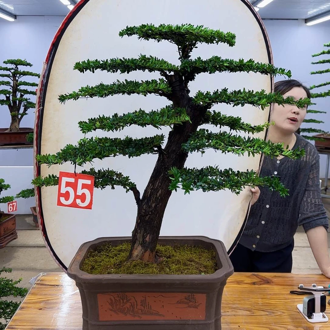 完全开放盆景直播间一物一拍