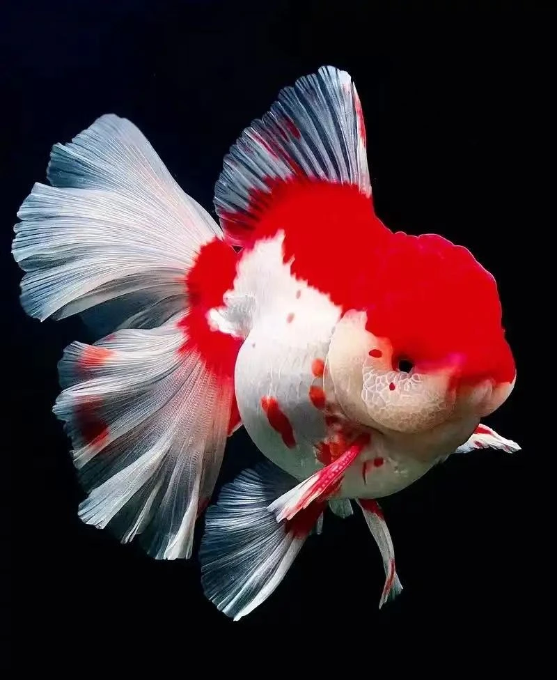 渔翁水产超萌好物随机发货泰狮金鱼