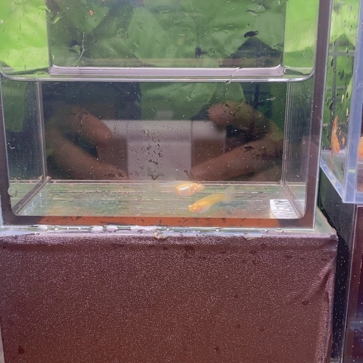 海水金粉苗子一对孔雀鱼