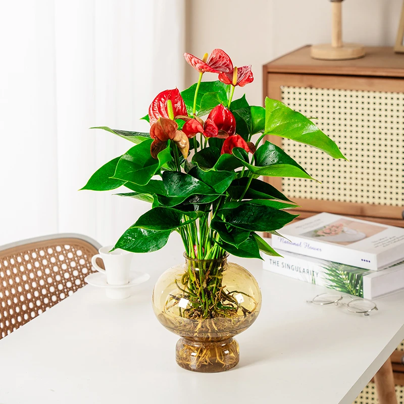 红掌水培室内花卉客厅盆栽易活好养绿植办公室客厅植物带肥料花盆