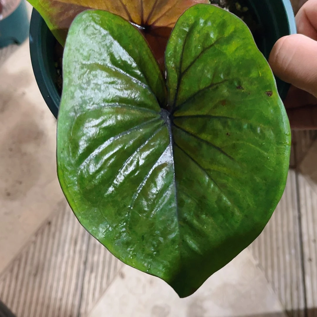 完全开放1401泰彩