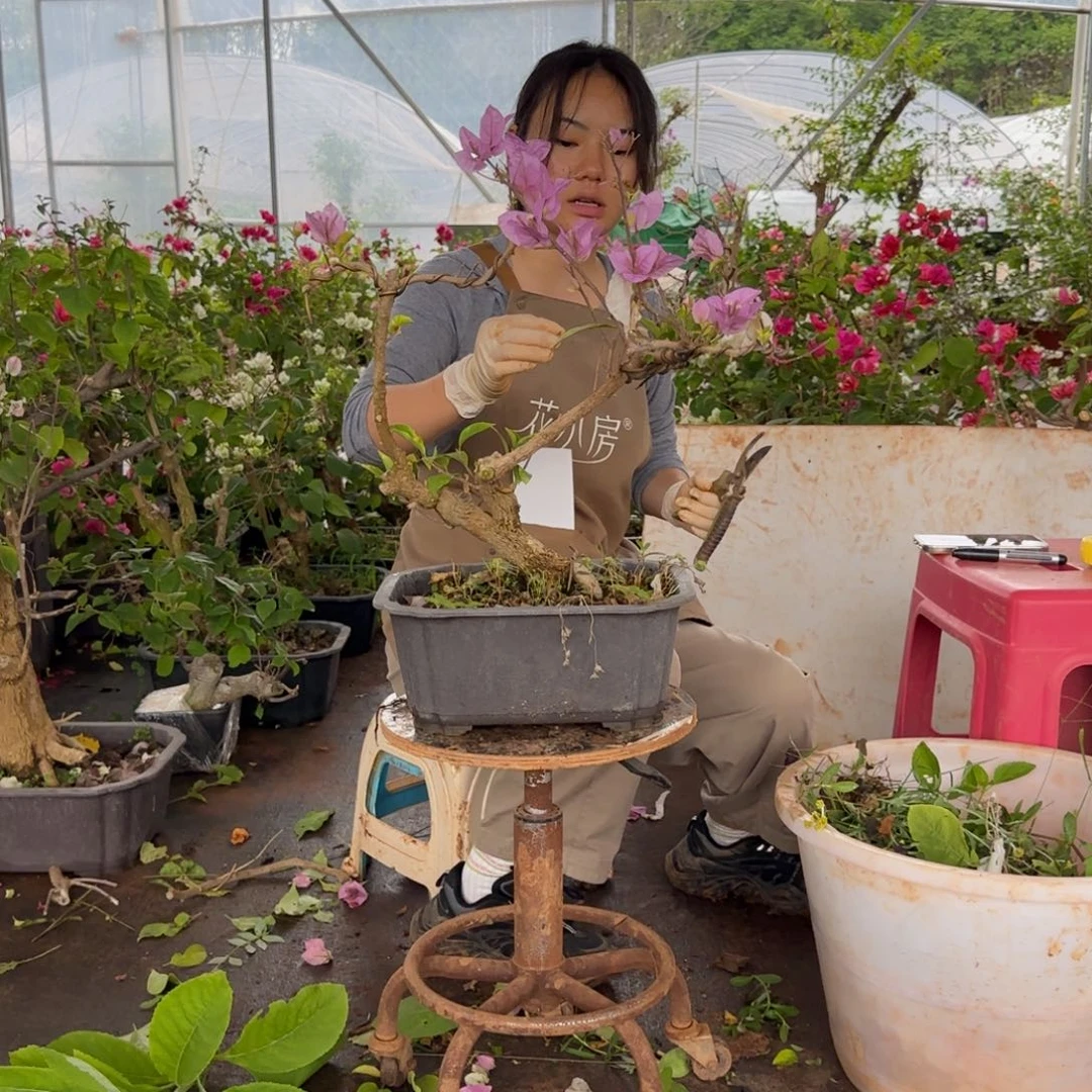 大部分花苞少量开放金夫人 223