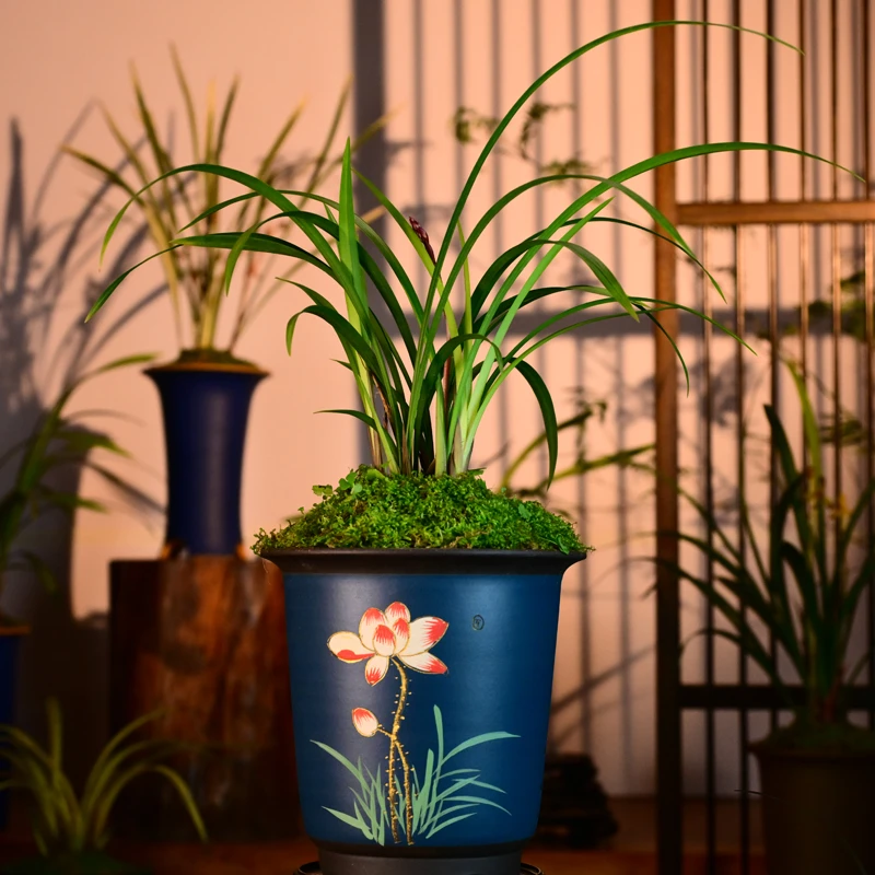 建兰铭品【市长红】高端紫砂盆栽好种好 易养活盆栽顺丰包邮