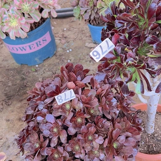 愿***花多肉植物两个法师