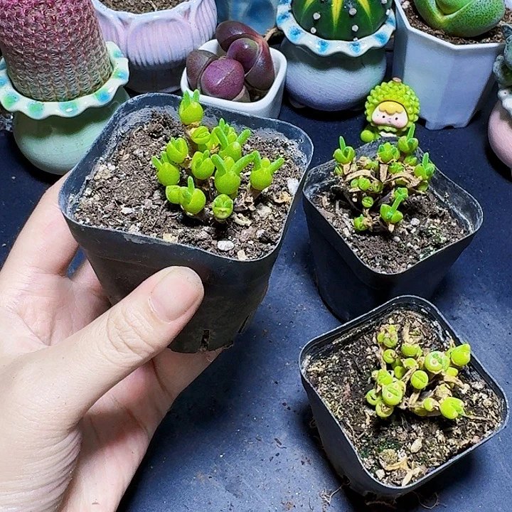 小兔子群生裸根一颗