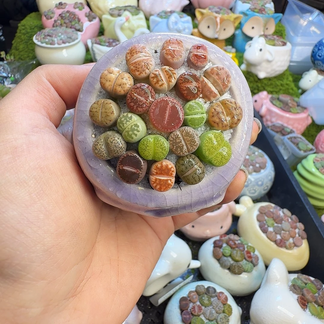 多肉葡萄干和水果1260